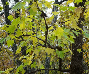 ハリギリの紅葉