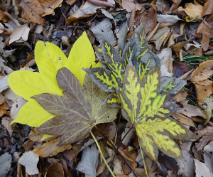 ハリギリの紅葉の変化