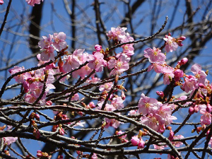 河津桜