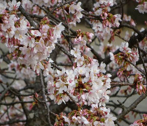 玉縄桜