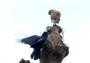 ノスリとハシブトガラス