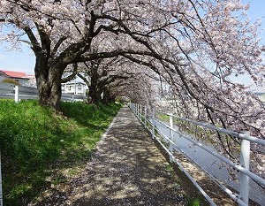 桜のトンネル