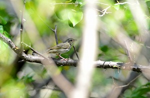 ビンズイ