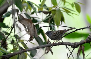 クロジ♂の若鳥