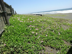 平塚海岸