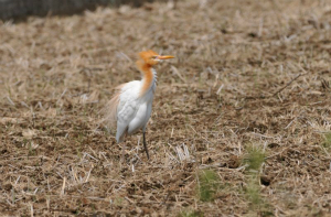 アマサギ