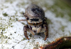 カラスハエトリ♀ 