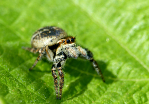 ネコハエトリ♀