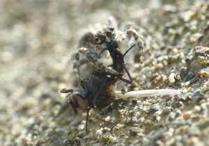 シラヒゲハエトリ♀