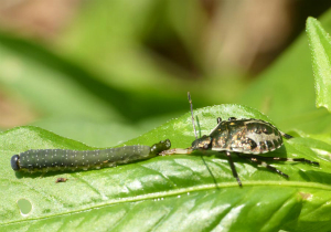 クチブトカメムシの幼虫