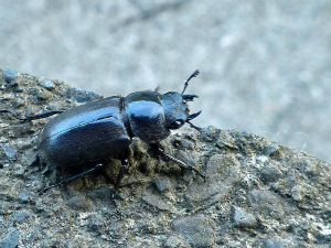 コクワガタ♀