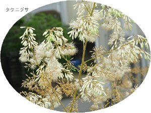 タケニグサ
