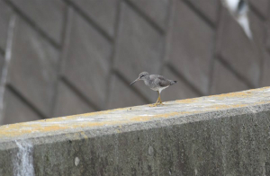 タカブシギ