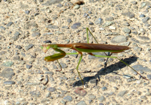 オオカマキリ