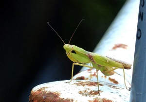 ハラビロカマキリ