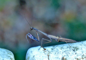 コカマキリ