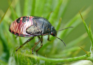 チャバネアオカメムシの幼虫