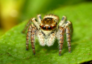 ネコハエトリ♀