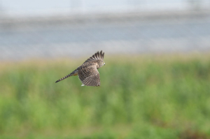 チョウゲンボウ♀