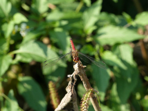 ナツアカネ♂