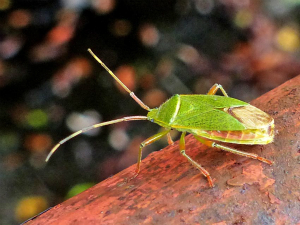 ヘラクヌギカメムシ♀