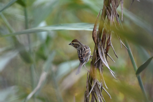 アオジ♀