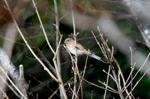 ベニマシコ♀