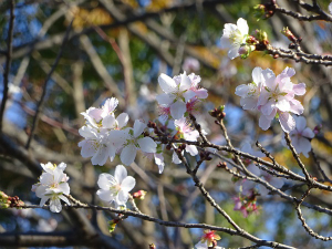 冬桜