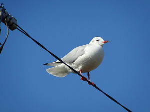 ユリカモメ