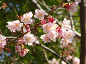 大寒桜
