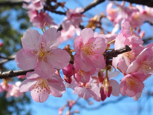 河津桜