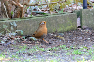 ガビチョウ