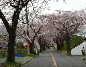 桜並木