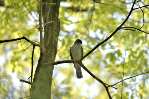 ツミ♀の若鳥