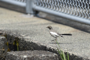 セグロセキレイの幼鳥