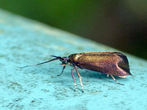 クロハネシロヒゲナガ♀