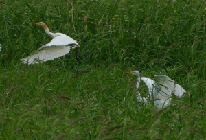 アマサギとチュウサギ