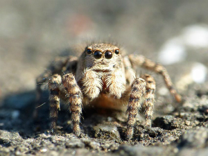 ヒトリコゲチャハエトリ♀