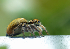 ネコハエトリ♀