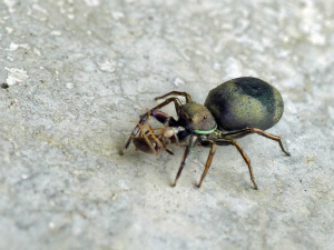 アオオビハエトリ♀