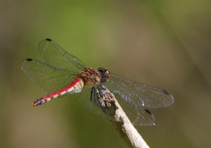 アキアカネ♀