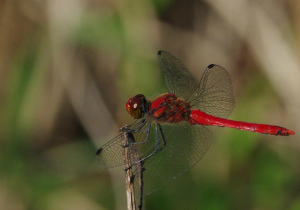 ナツアカネ♂