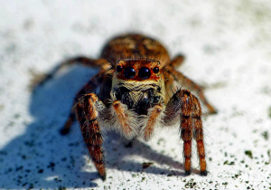 ネコハエトリ♀