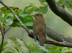 キビタキ♀