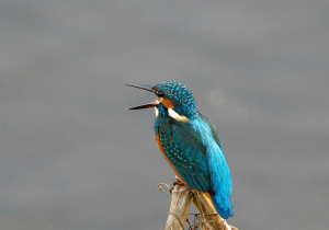 カワセミ♀