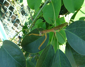 カマキリ