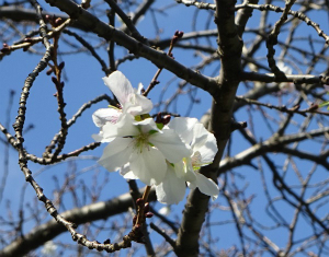 十月桜