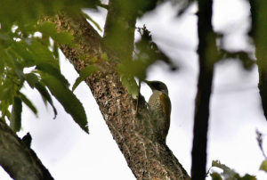 アオゲラ♀