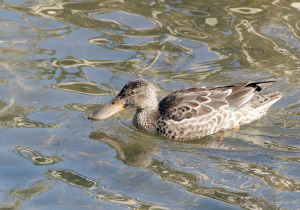 ハシビロガモ♀