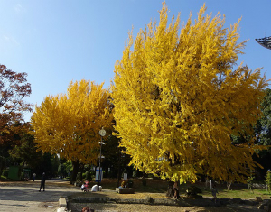 イチョウの紅葉